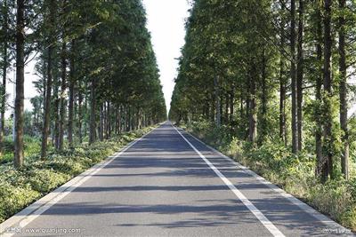 微山縣林業(yè)局林場道路建設(shè)項(xiàng)目